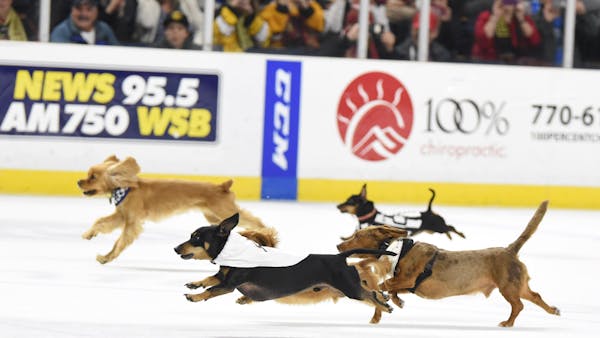Glads in the Doghouse after 5-2 Loss to Florida