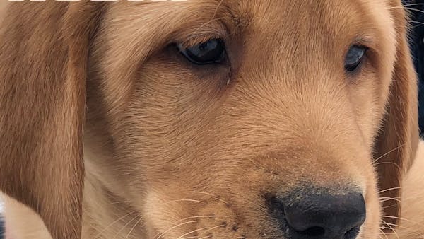 RUSH WELCOMES NEW FOUR-LEGGED TEAM MEMBER